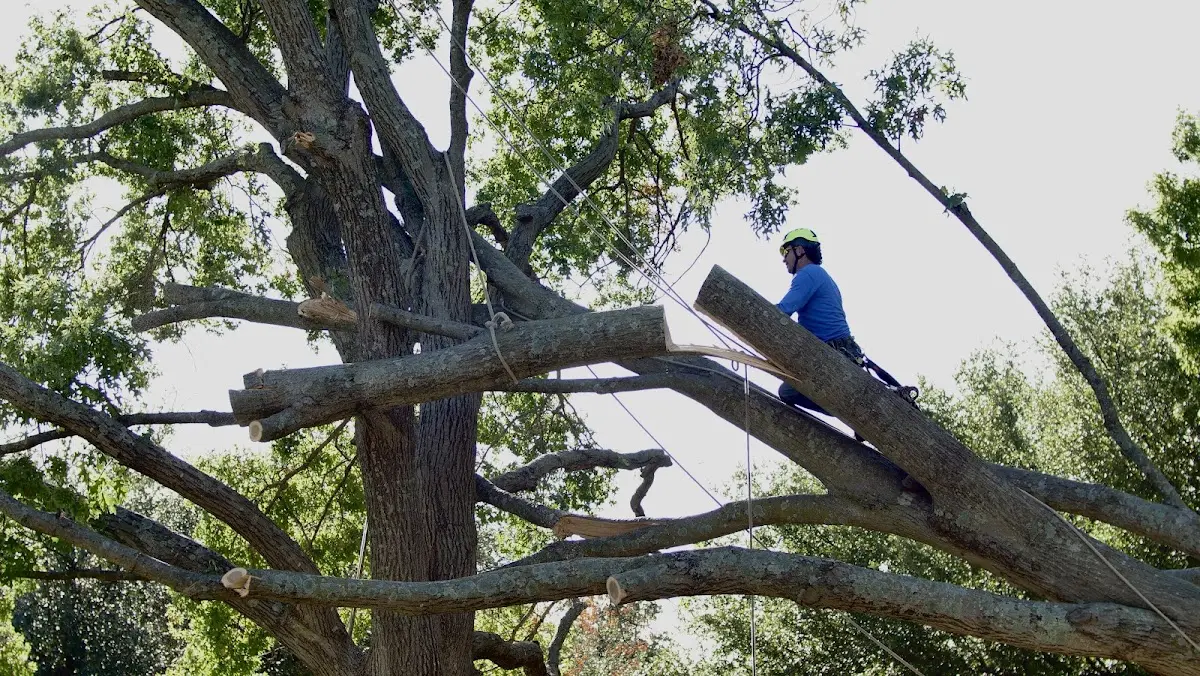 Professional Crown Thinning performed by certified arborists in Deer